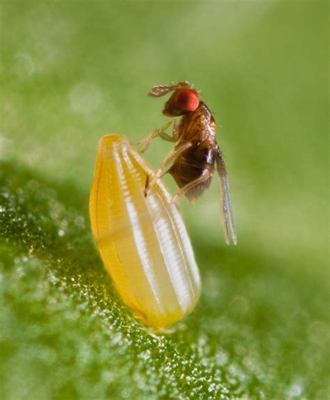 Trichogramma evanescens wasp parasitizing Pieris rapae egg – Evolution ...