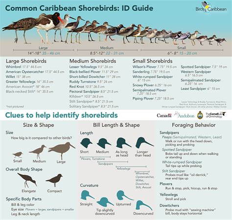 Types Of Shorebirds