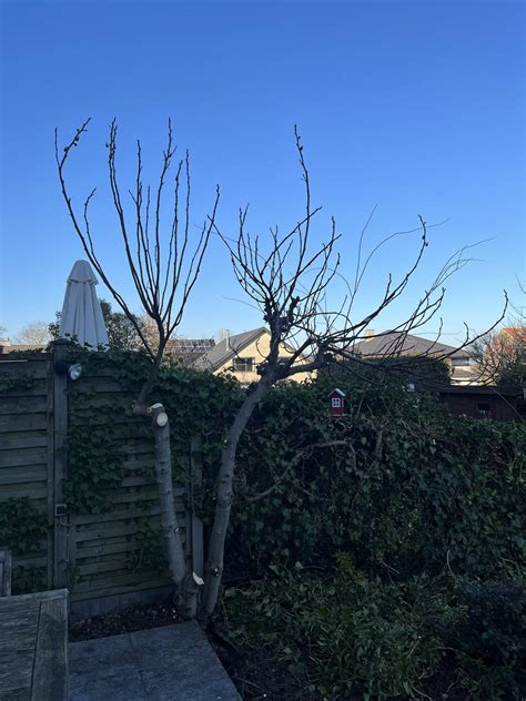 Saving the fig tree after a pruning session - Gardening & Landscaping Stack Exchange