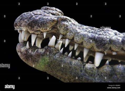 teeth of Siamese crocodile Stock Photo - Alamy