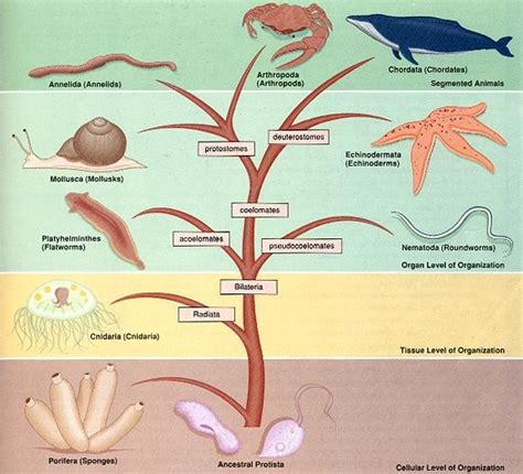 Zoology 2014 - Home