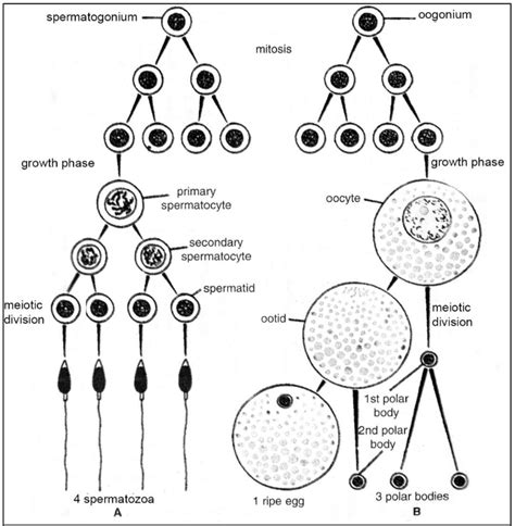 Difference between Spermatogenesis and Oogenesis - Biology Ease