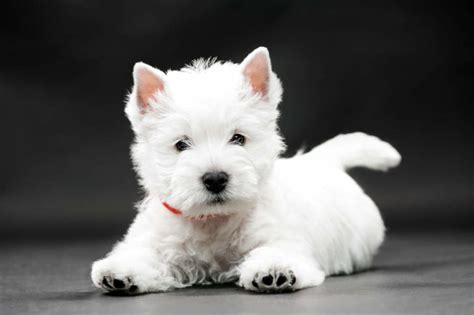 Westie Haircut Styles Guide: Everything You Need to Know