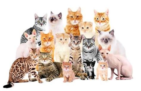 What Do You Call a Group of Cats? » Best Cat Food Reviews