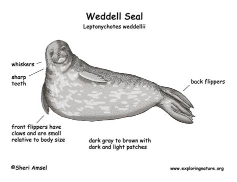 Weddell Seal | Animal adaptations, Seal, Light in the dark