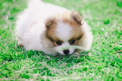 15 Most Common Pomeranian Health Issues