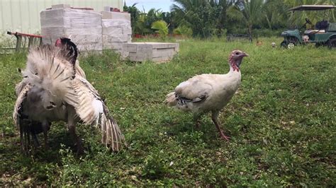 Turkey mating - very frequent occurance on farm - YouTube