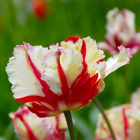 Web-Only Tulip Varieties | White Flower Farm