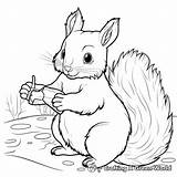 Squirrel Coloring Pages  Free & Printable sketch template