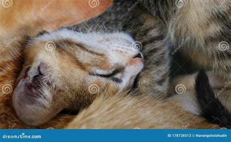 Family Cat. Grey Orange Tabby Cat is Sleeping Stock Image - Image of eyes, tabby: 178736513