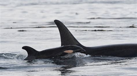 New J pod orca calf reported missing by whale researchers during latest ...