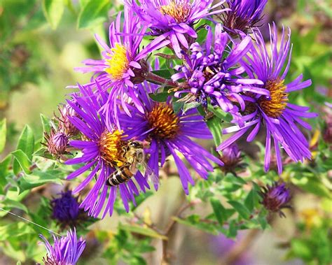 The Peace Bee Farmer: Fall Asters in Bloom