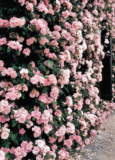 Pink Rose Wall Pictures, Photos, and Images for Facebook, Tumblr ...