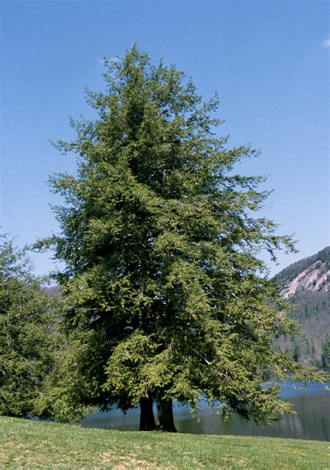 Tsuga canadensis | Canadian hemlock, Eastern Hemlock - Van den Berk Nurseries