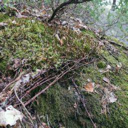 World War 2 Bunker Archaeology: Gun Battery | Gravatar