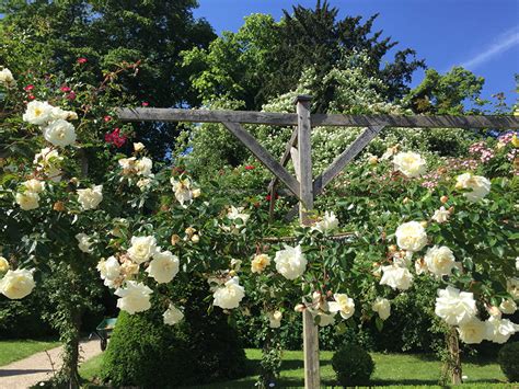 Picture Paris France Bagatelle Rose Garden Roses Nature Gardens