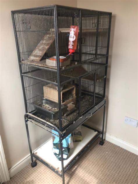 Female Pet Degu & cage | in Ballymena, County Antrim | Gumtree