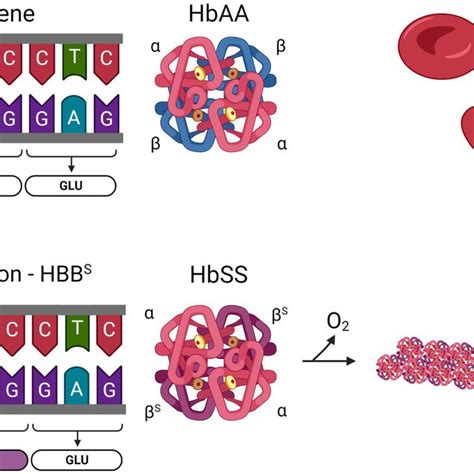 Sickle cell anemia is caused by a single nucleotide mutation in the HBB... | Download Scientific ...