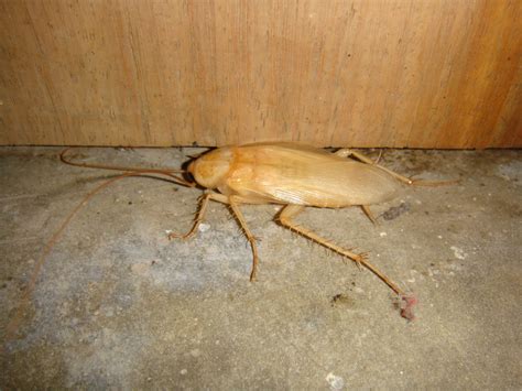 white cockroach | Camera 101 | Pinterest