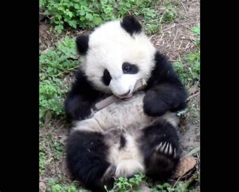 Say Hello To Adorable Pandas At Sichuan Panda Reserve | Funzug.com