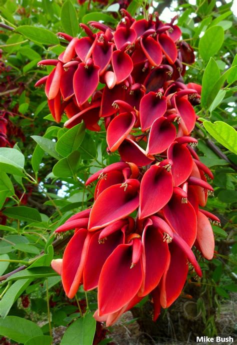 Erythrina Crista-Galli - The Amazing Cockspur Coral - Ceibo - Limited ...