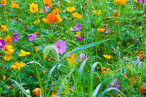 Lincoln's Domain: West Virginia Wildflowers