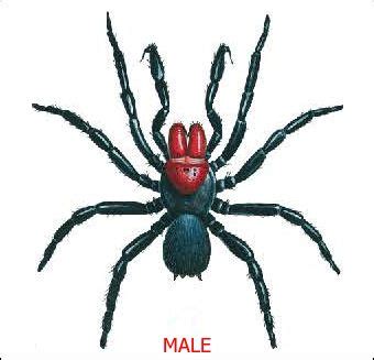 Mouse Spider Identification Chart