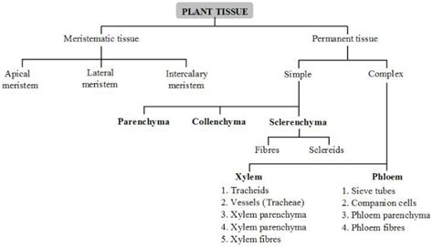 Vascular Plant Concept Map