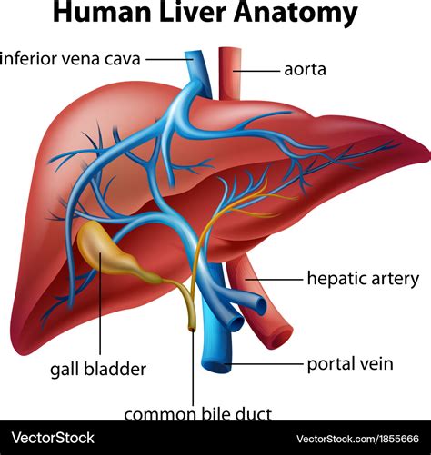 Human liver anatomy Royalty Free Vector Image - VectorStock