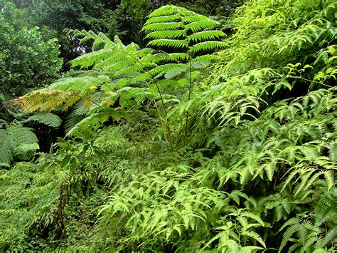 File:Rainforest ferns (Dominica).jpg