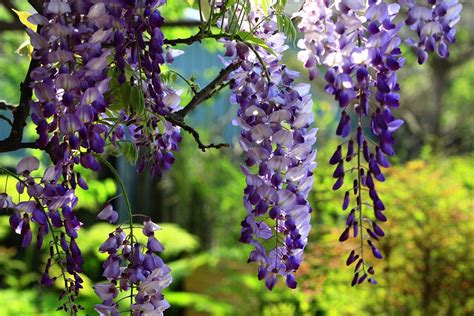 How to Take Wisteria Cuttings: Everything You Need to Know - Global Gardening Secrets