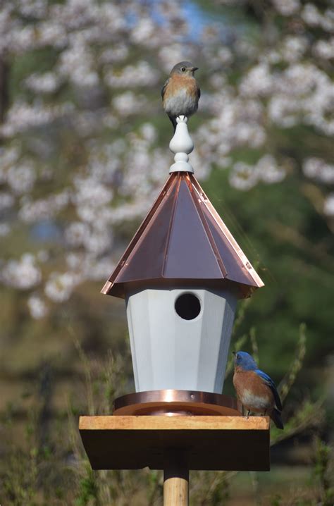 Worlds best blue bird house. | Bird house, Bluebird house, Outdoor decor