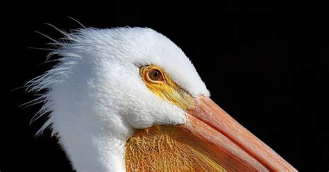 Do Pelicans Migrate? | Birdfact