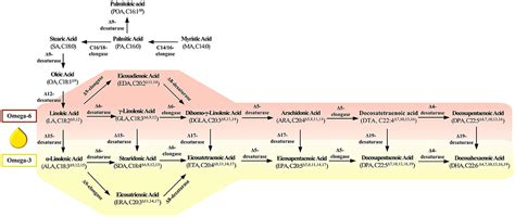 Frontiers | Key Enzymes in Fatty Acid Synthesis Pathway for Bioactive Lipids Biosynthesis