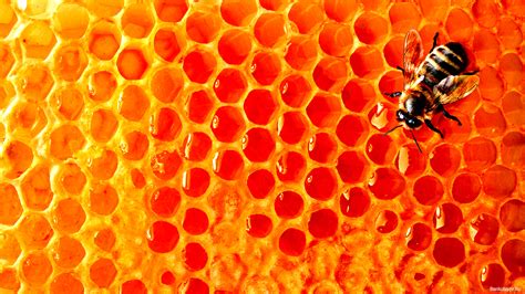 Download wallpaper: bee, Honey, honey honeycomb, download photo, wallpapers for desktop