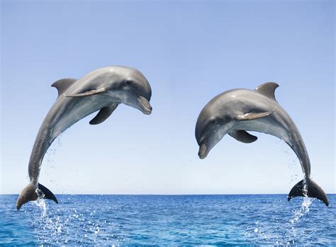 Bottlenose Dolphins Spotted Off Canada's Pacific Coast For The First Time : The Two-Way : NPR