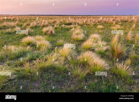 The pampas grassland hi-res stock photography and images - Alamy