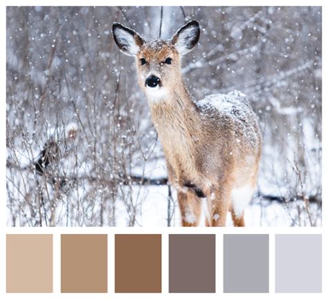 Winter Deer Color Palette | Deer painting, Paint colors, Color palette