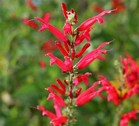 10 Seeds - Pineapple Sage / Red Sage - Seeds & Bulbs