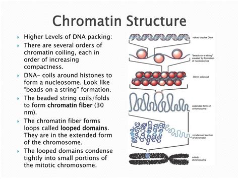 PPT - Structure of Chromatin PowerPoint Presentation, free download ...