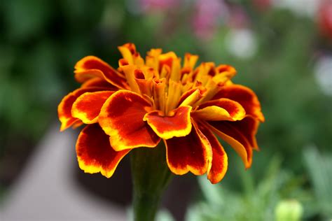 Marigold Flower Close Up – Photos Public Domain