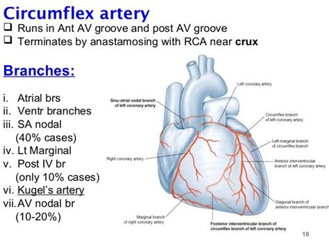 blood supply of heart