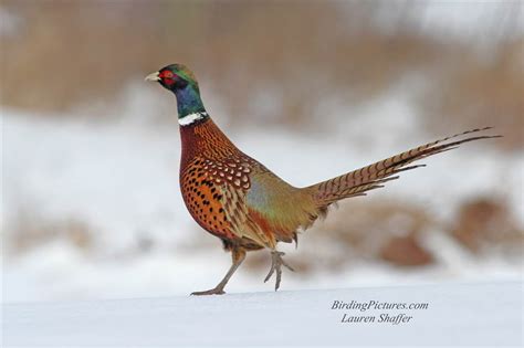 Ring-Necked Pheasant – Birding Pictures