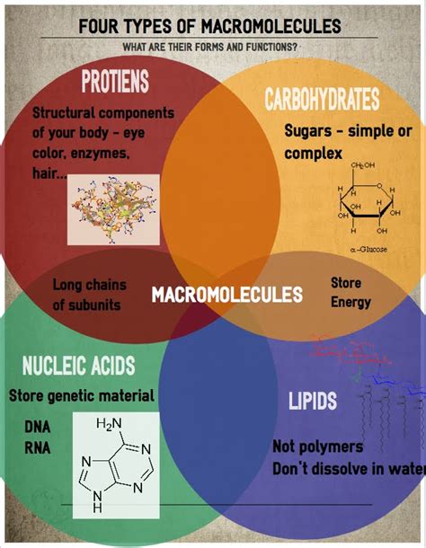 Macromolecules questions & answers for quizzes and tests - Quizizz