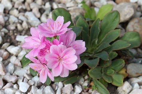 Bitterwurz (Lewisia cotyledon)