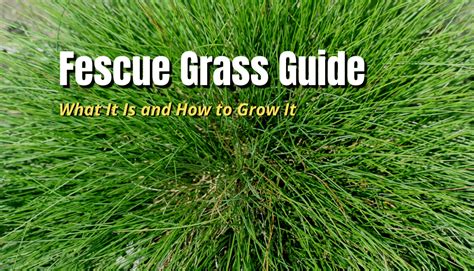 Fescue Grass Benefits at Rosa Dyer blog