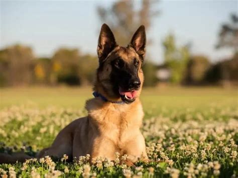 German Shepherd Belgian Malinois Mix - Complete Guide - Canine HQ