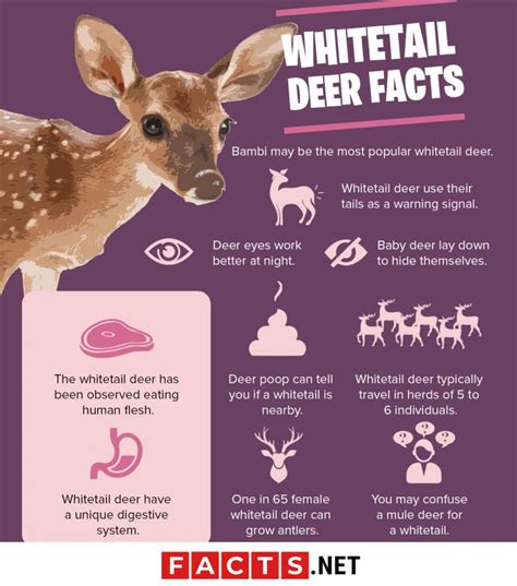 30 Curious Whitetail Deer Facts That Will Surprise You