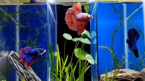 Betta Fish Tank Divider: Benefits, Pros/Cons + DIY Options