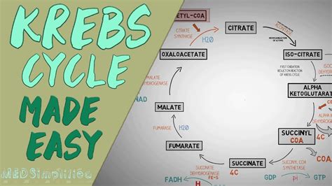 KREBS CYCLE MADE EASY - Krebs cycle Simple Animation. Carbohydrate ...